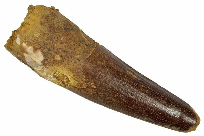 Fossil Spinosaurus Tooth - Real Dinosaur Tooth #346811